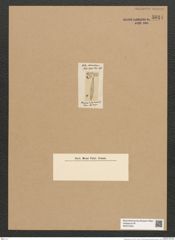 Rhaphoneis sp. (de-Toni-Nr.: Genus 78) Zeichnungen Sammlung Grunow Nr. 5814 (NHMW-BOT-W0374230)
